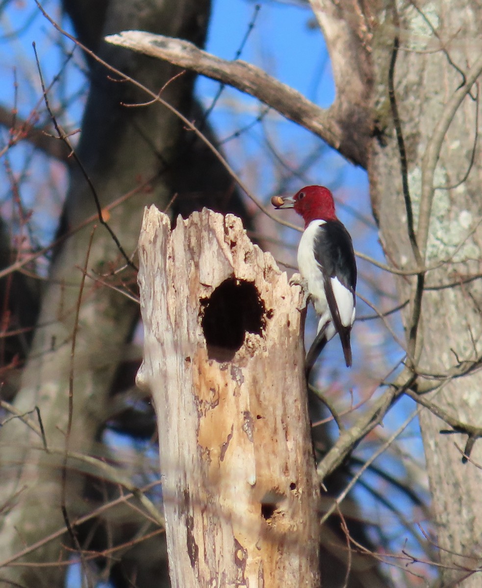 ズアカキツツキ - ML645875085