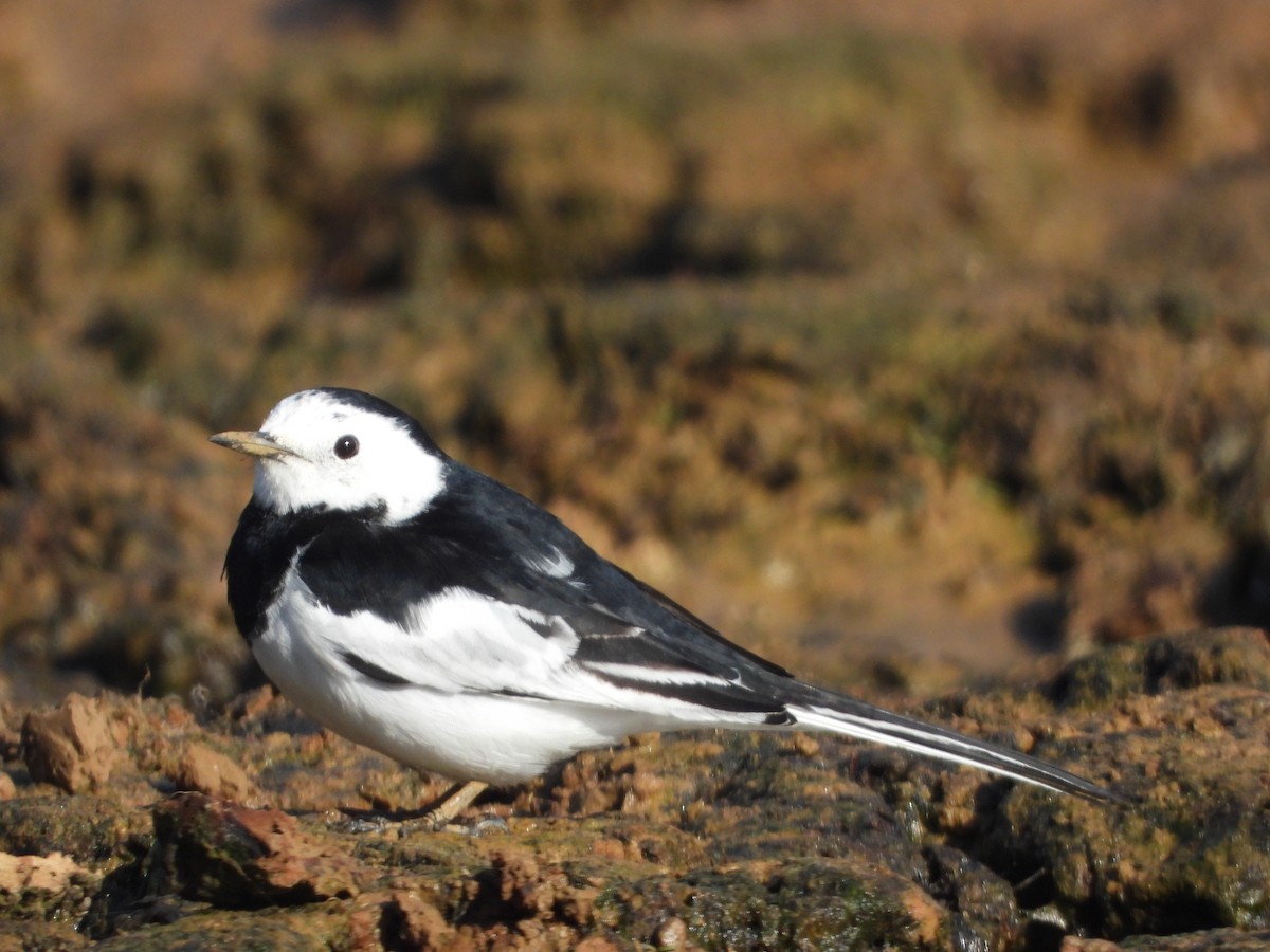 White Wagtail - ML645875086
