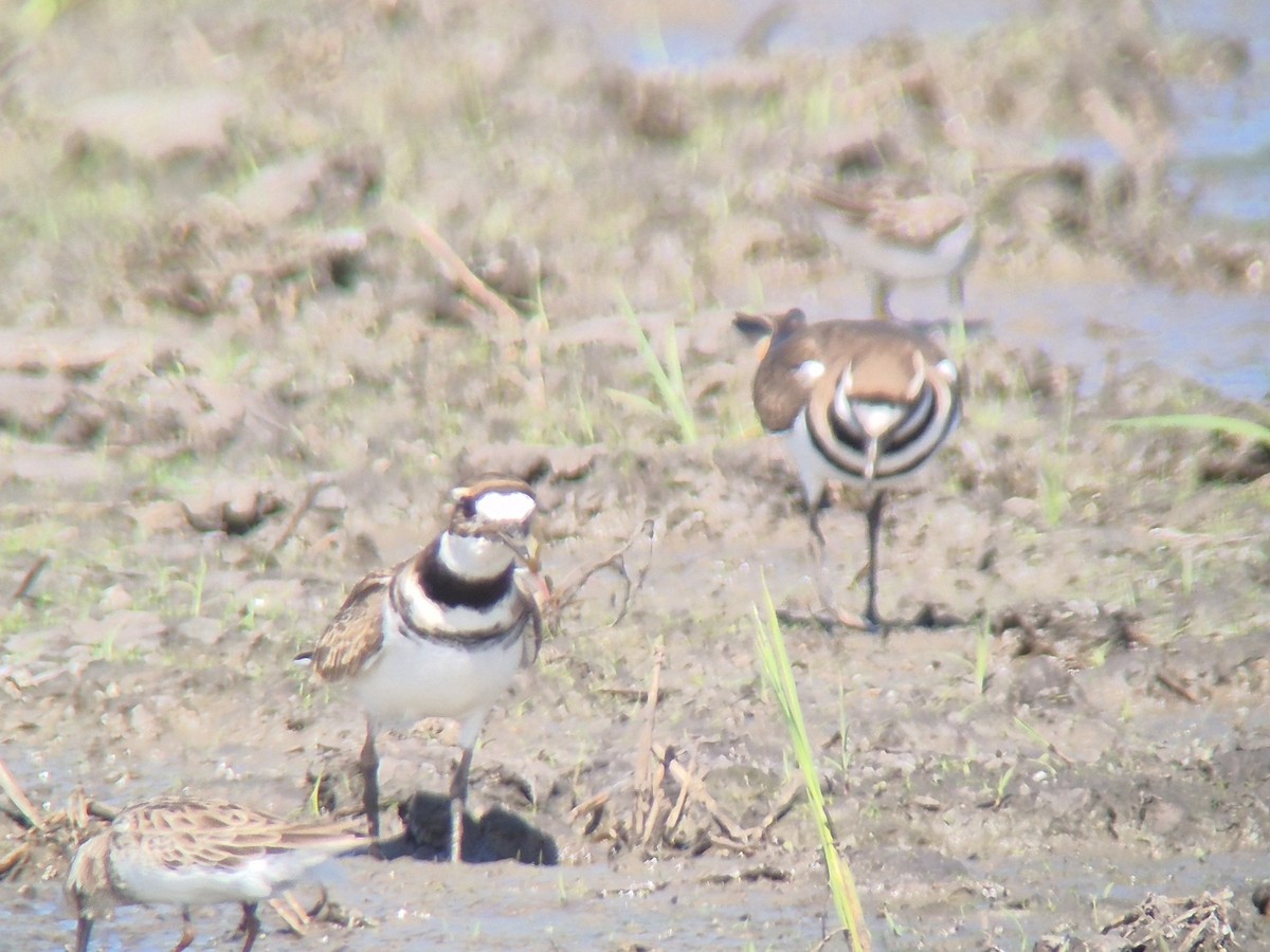 フタオビチドリ - ML645875093