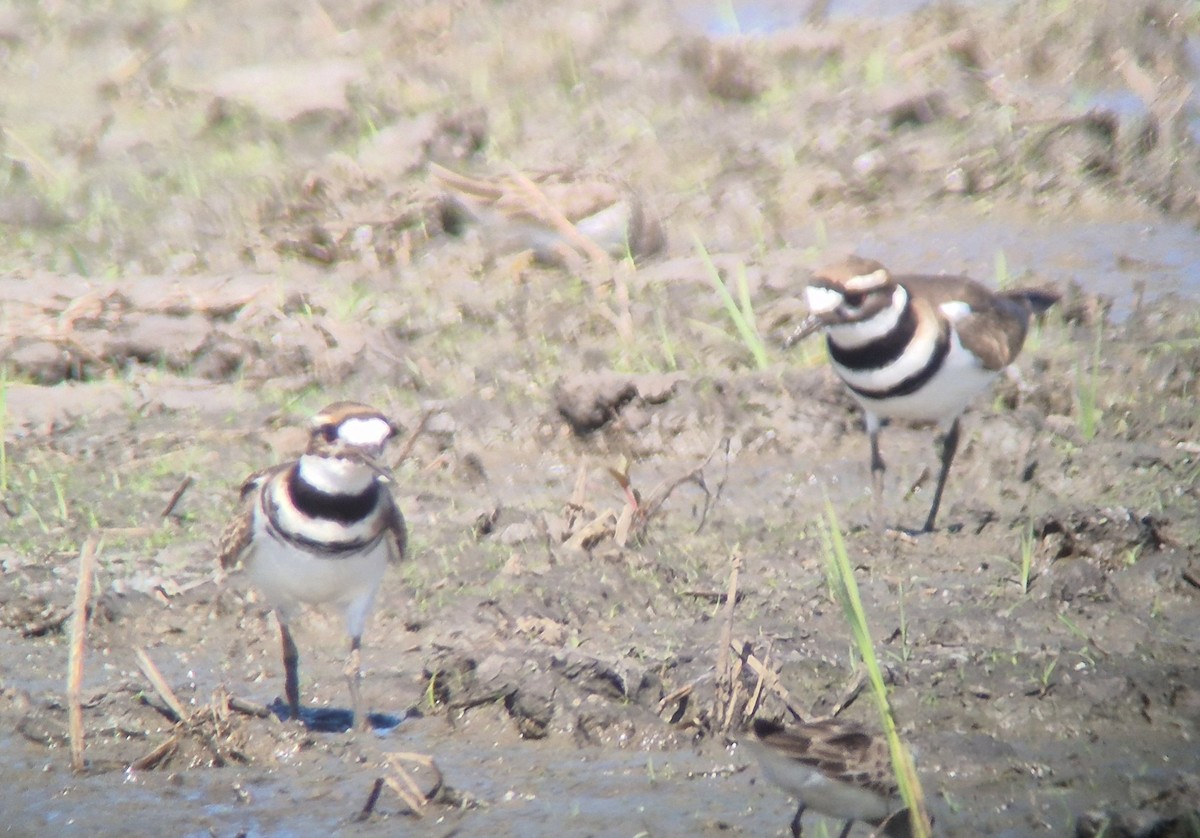 フタオビチドリ - ML645875094