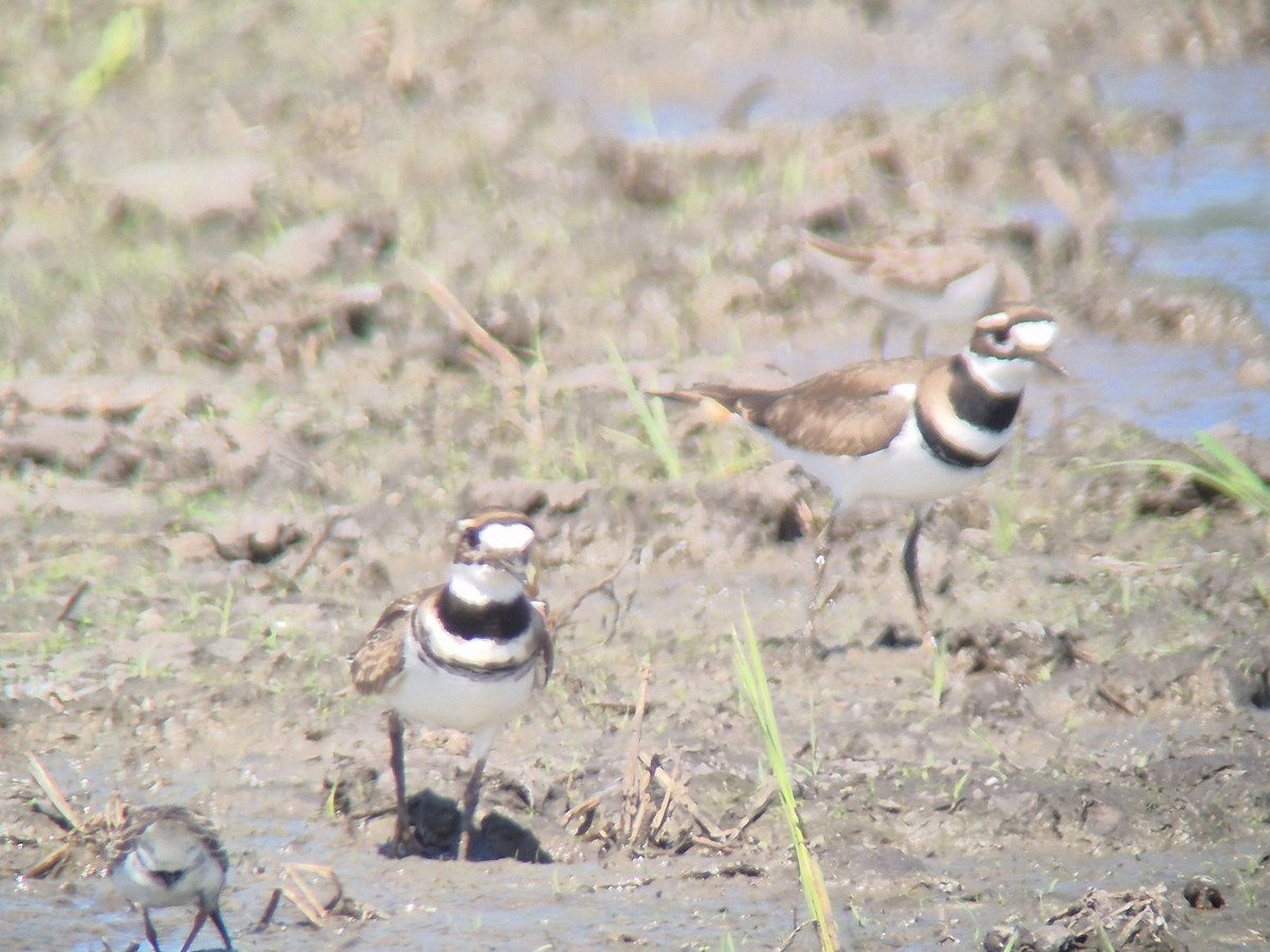 フタオビチドリ - ML645875096