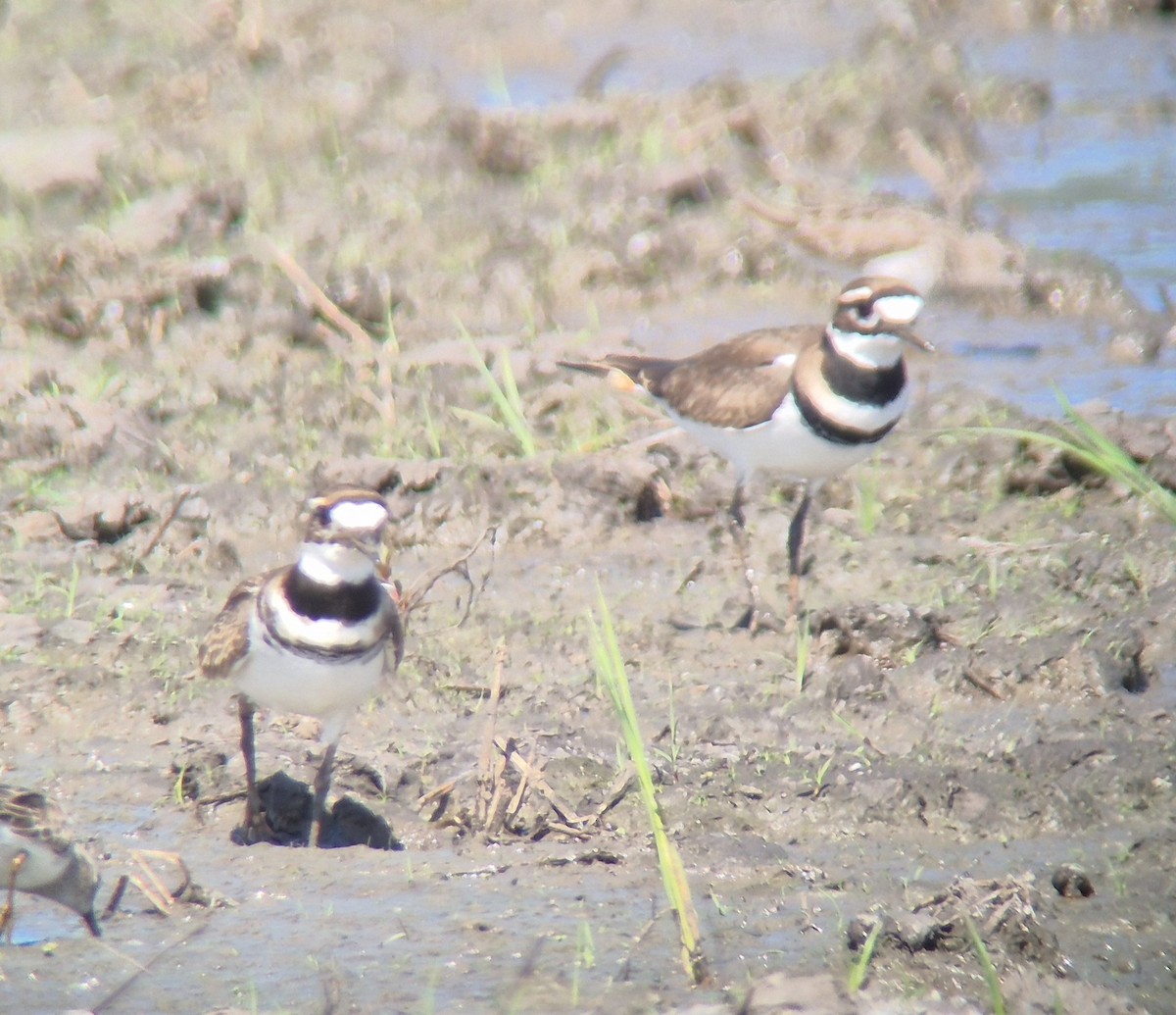 フタオビチドリ - ML645875097