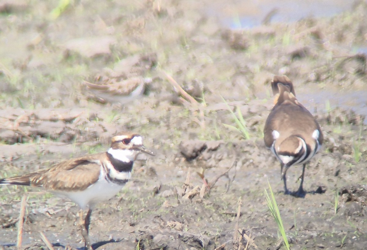 フタオビチドリ - ML645875098