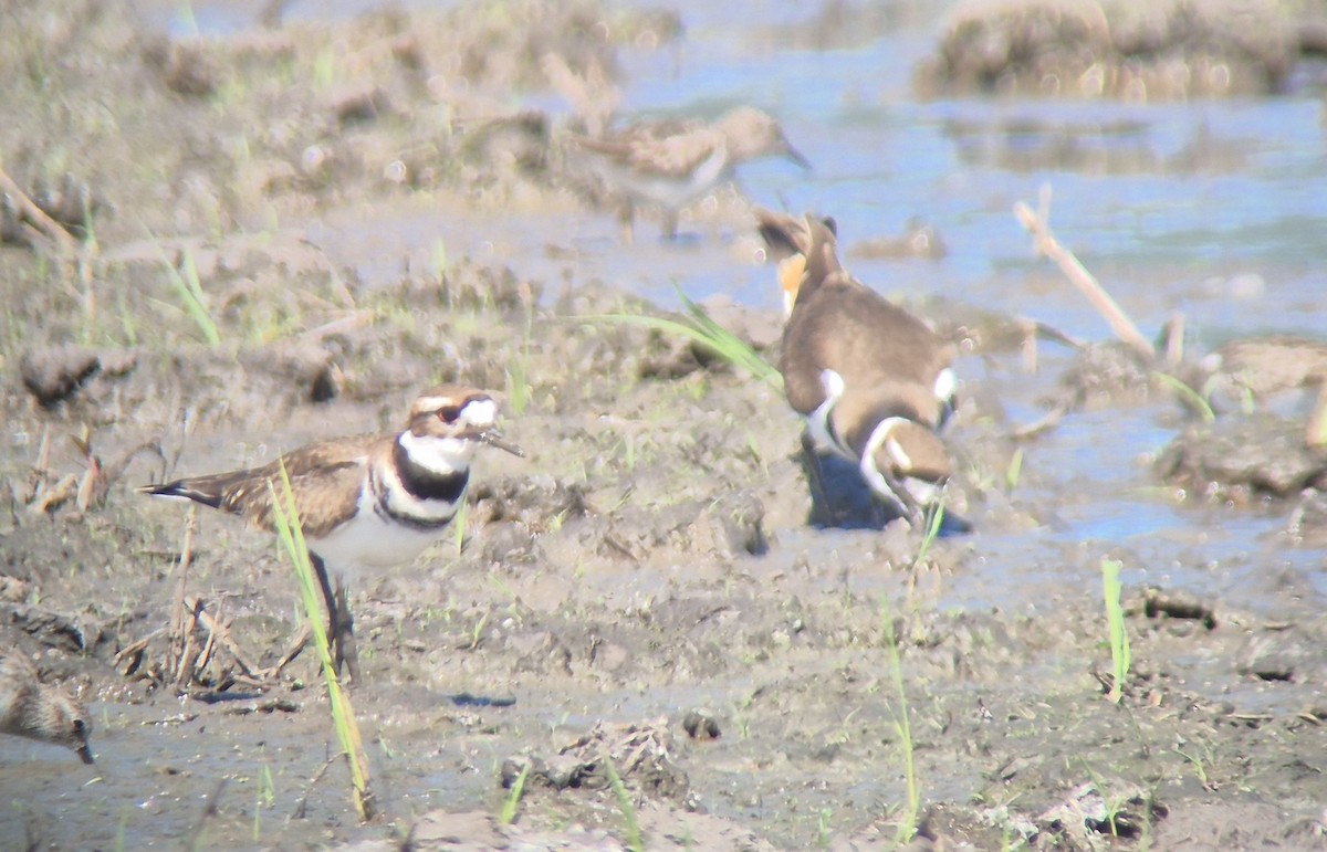 フタオビチドリ - ML645875100