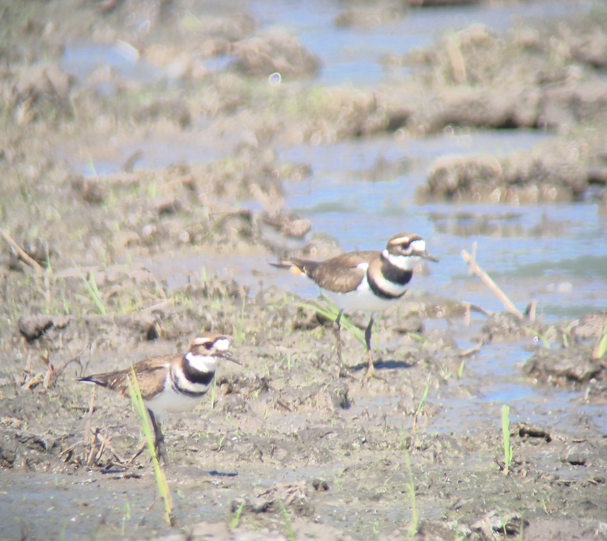 フタオビチドリ - ML645875101