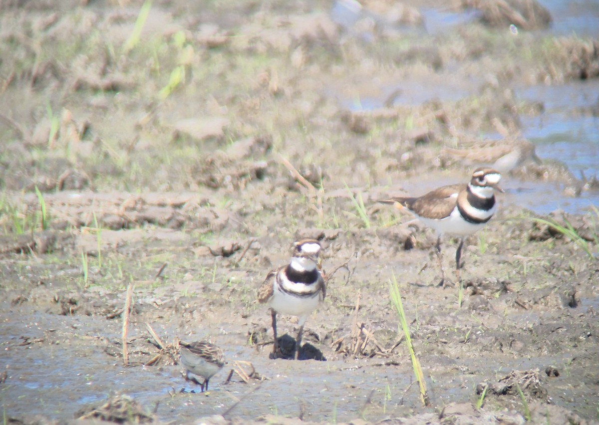 フタオビチドリ - ML645875102