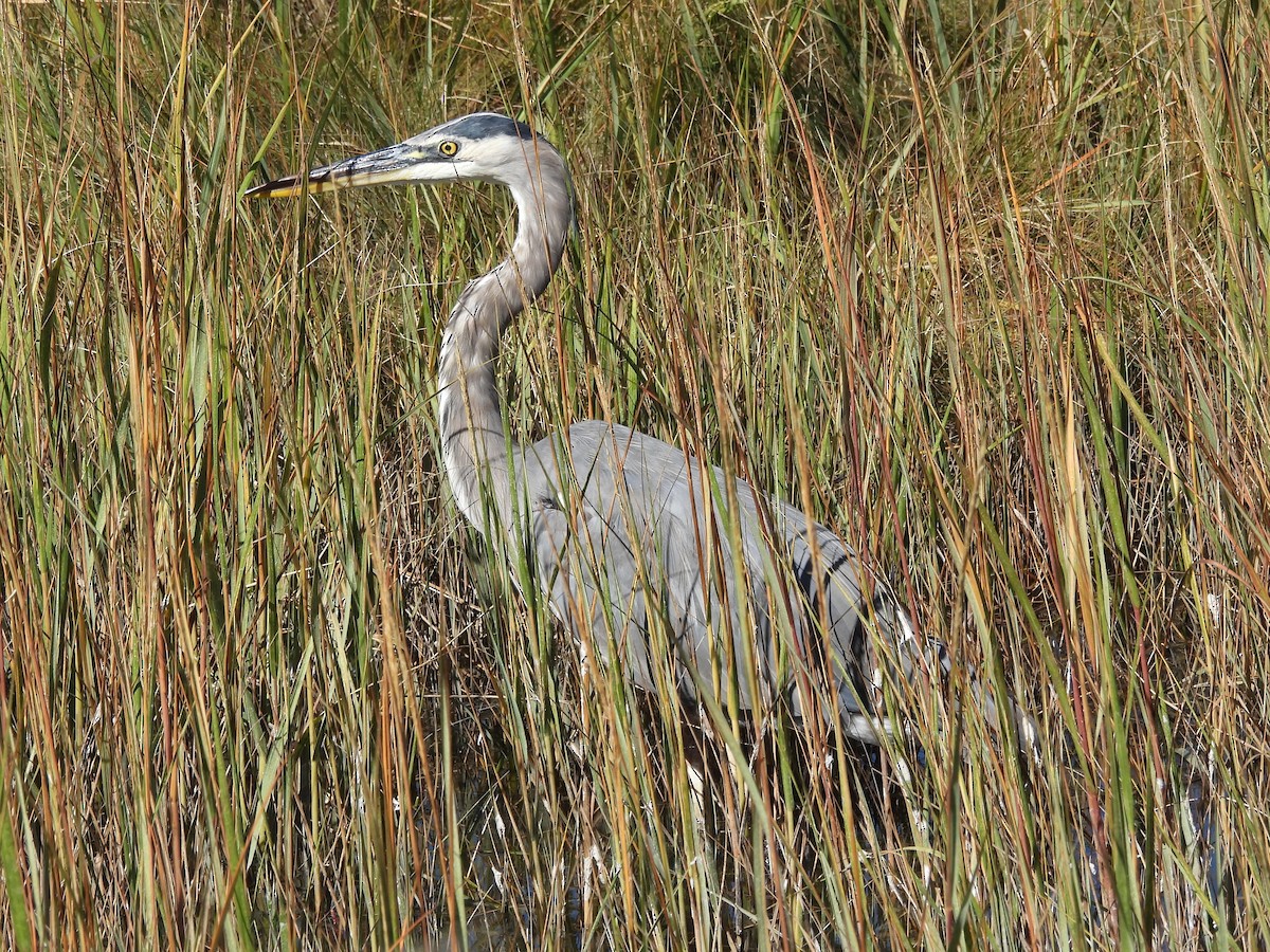 Great Blue Heron - ML645875104
