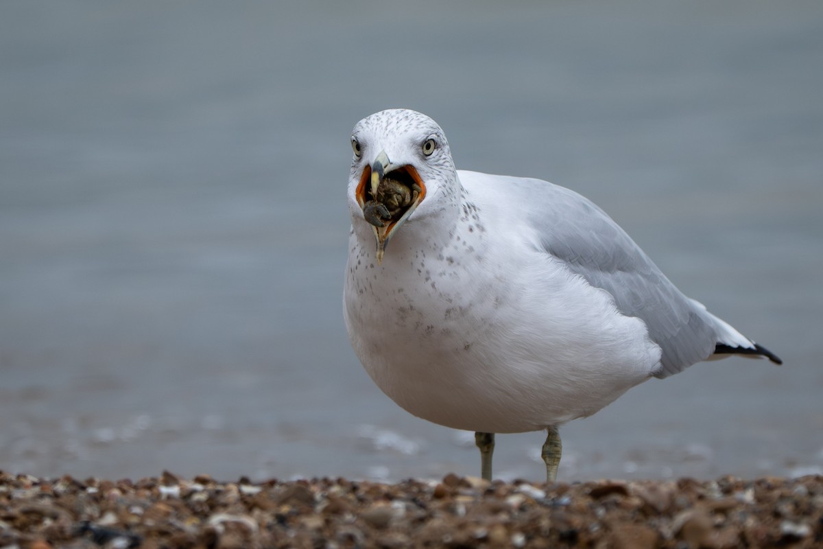 Ring-billed Gull - ML645875107