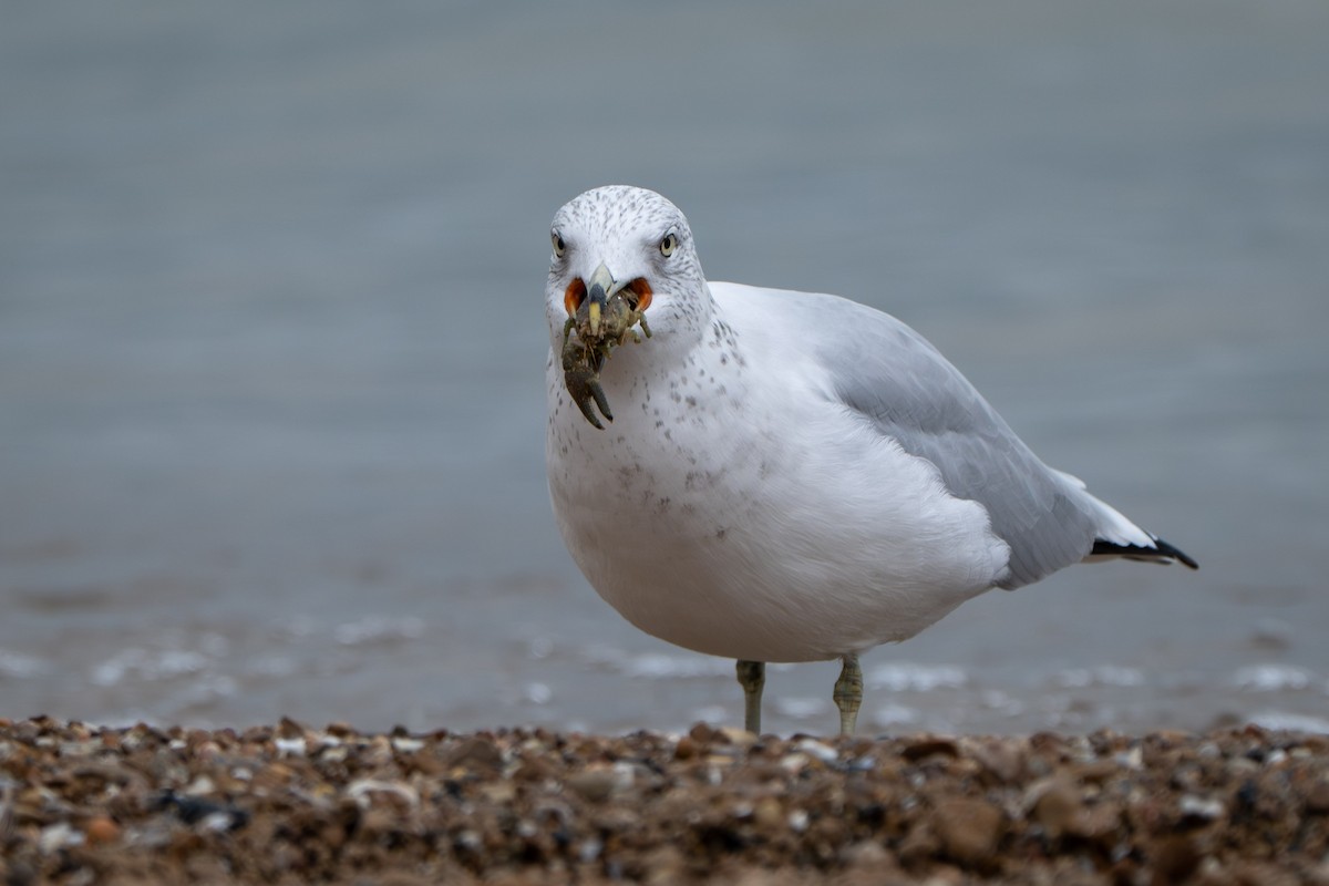 Ring-billed Gull - ML645875108
