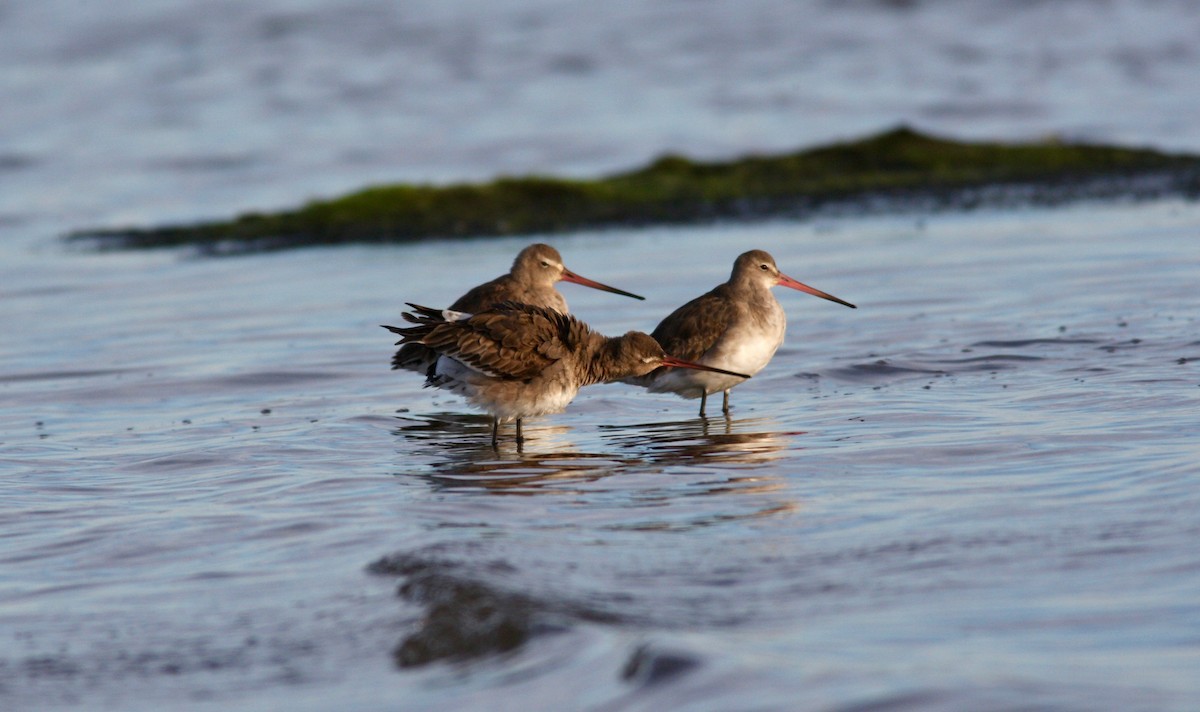 břehouš černoocasý - ML64587511