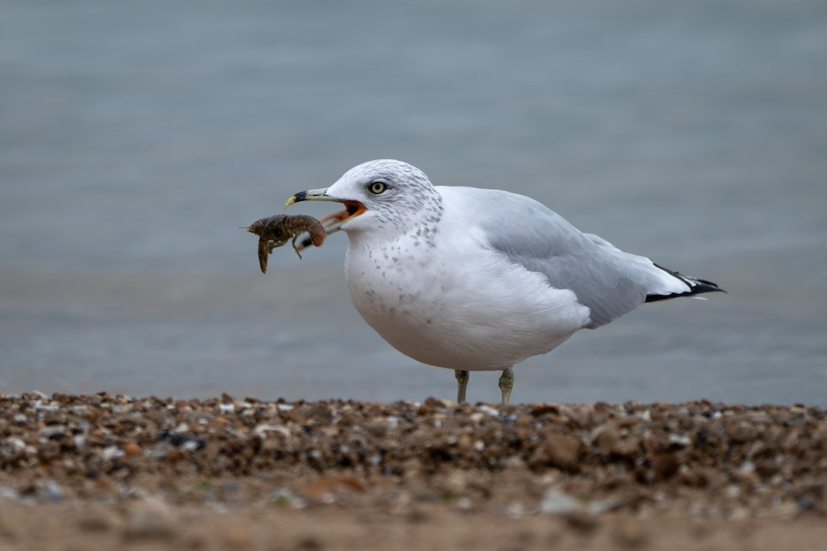 Ring-billed Gull - ML645875110