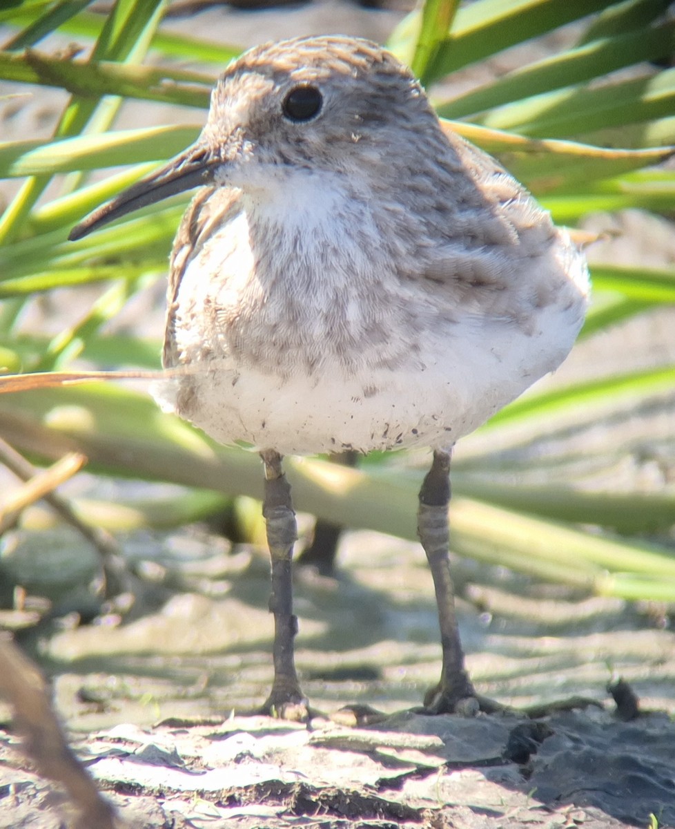 Least Sandpiper - ML645875113