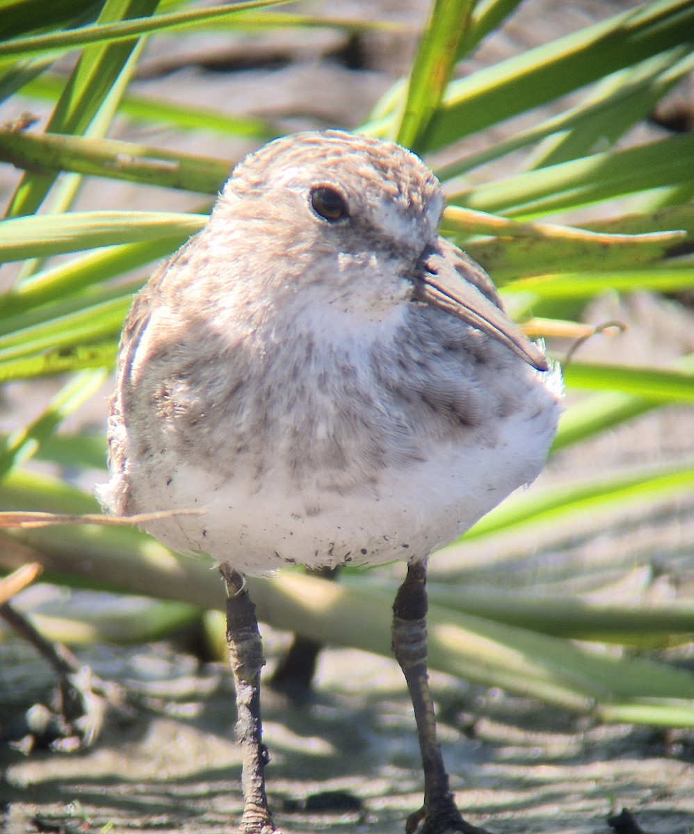 Least Sandpiper - ML645875114