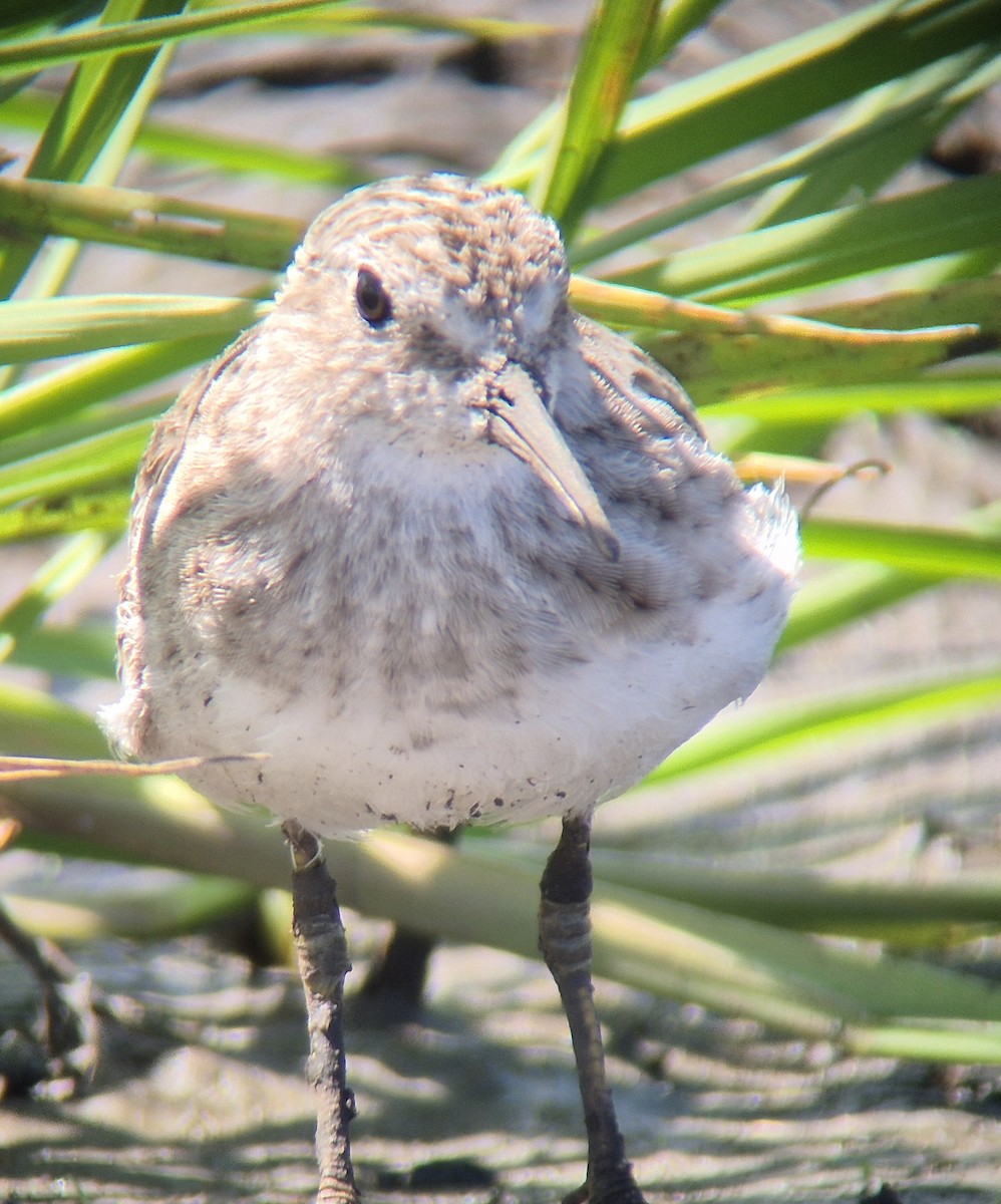 Least Sandpiper - ML645875115