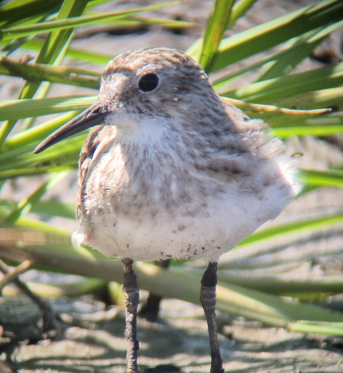 Least Sandpiper - ML645875116