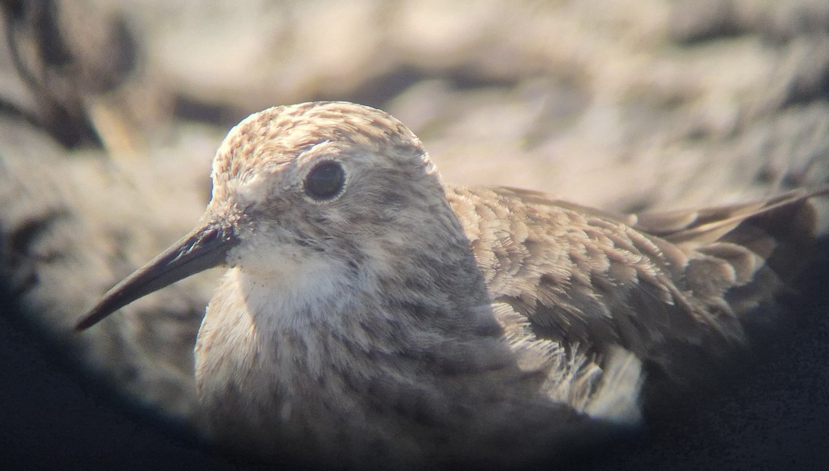 Least Sandpiper - ML645875117