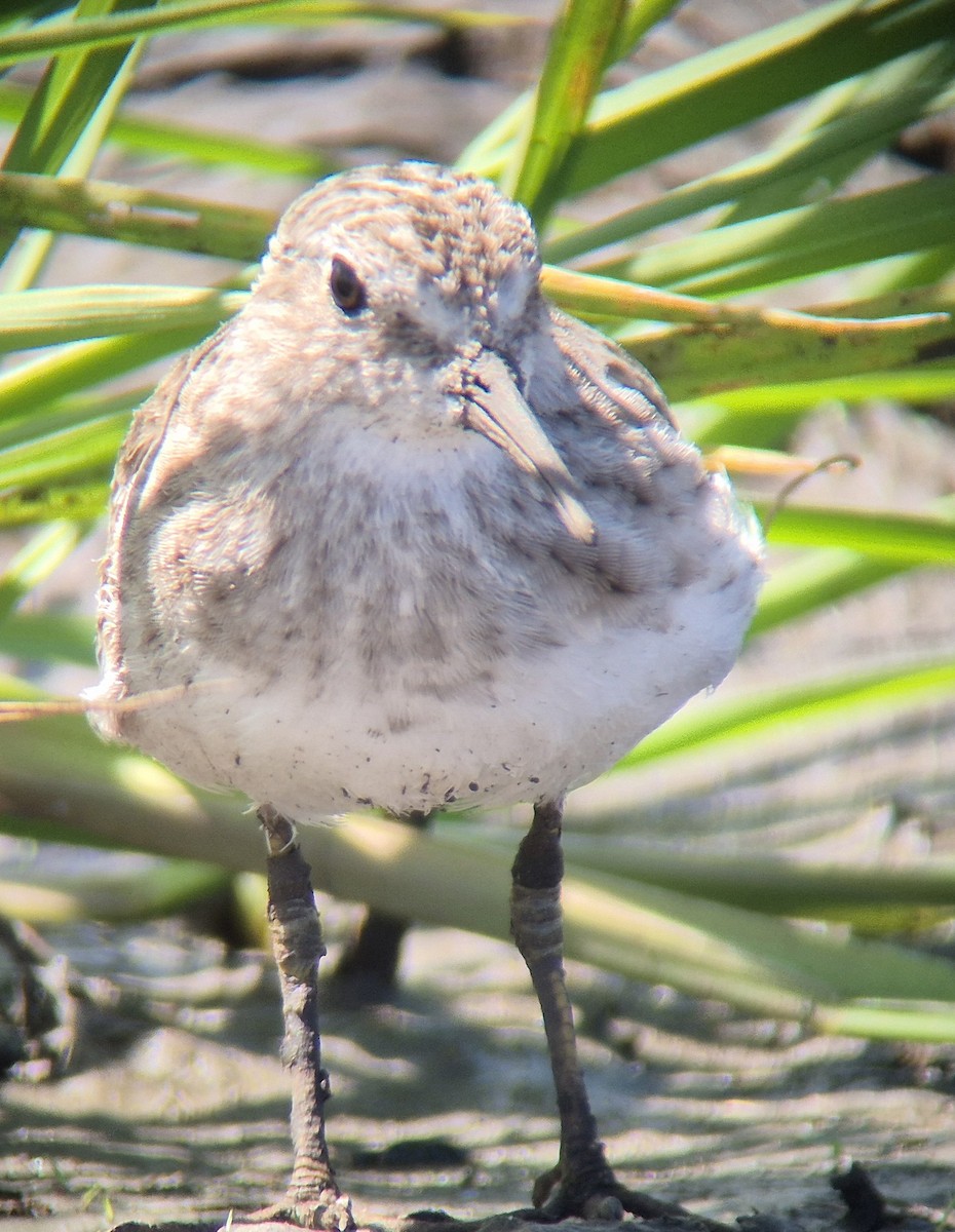Least Sandpiper - ML645875118