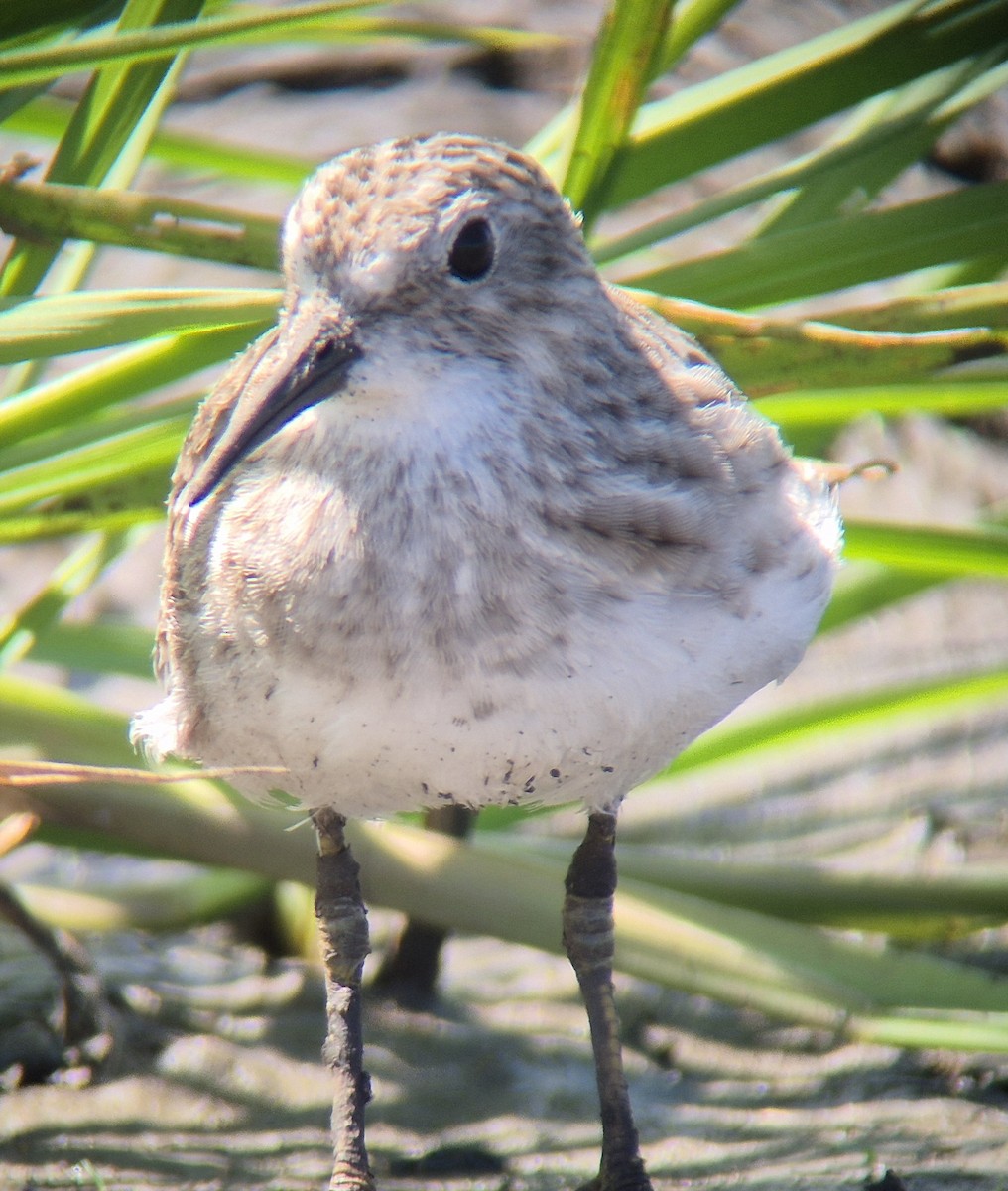 Least Sandpiper - ML645875119