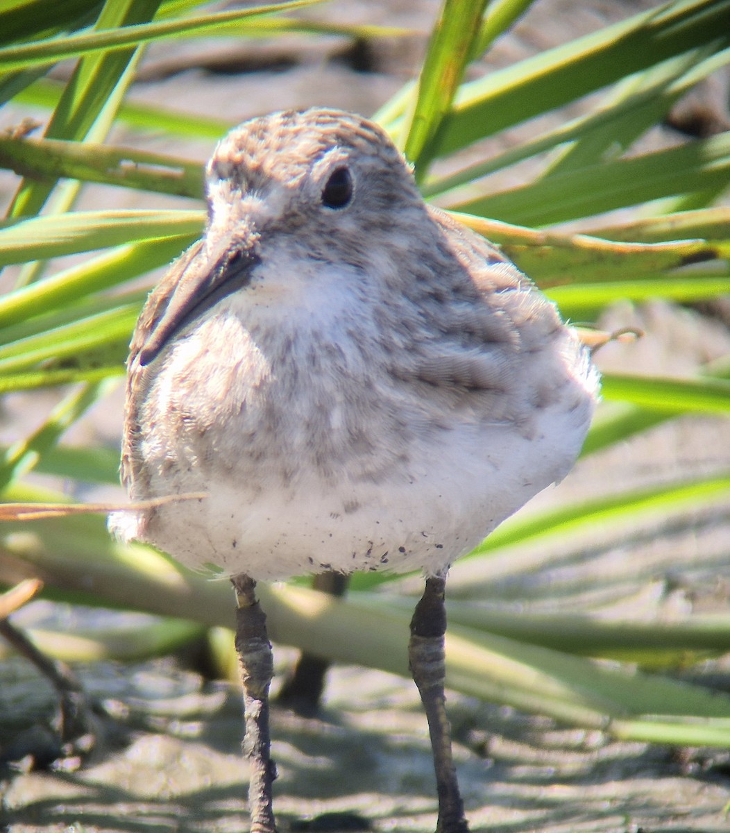 Least Sandpiper - ML645875120