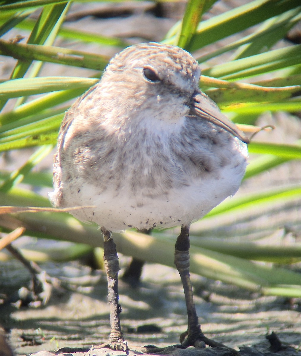 Least Sandpiper - ML645875121
