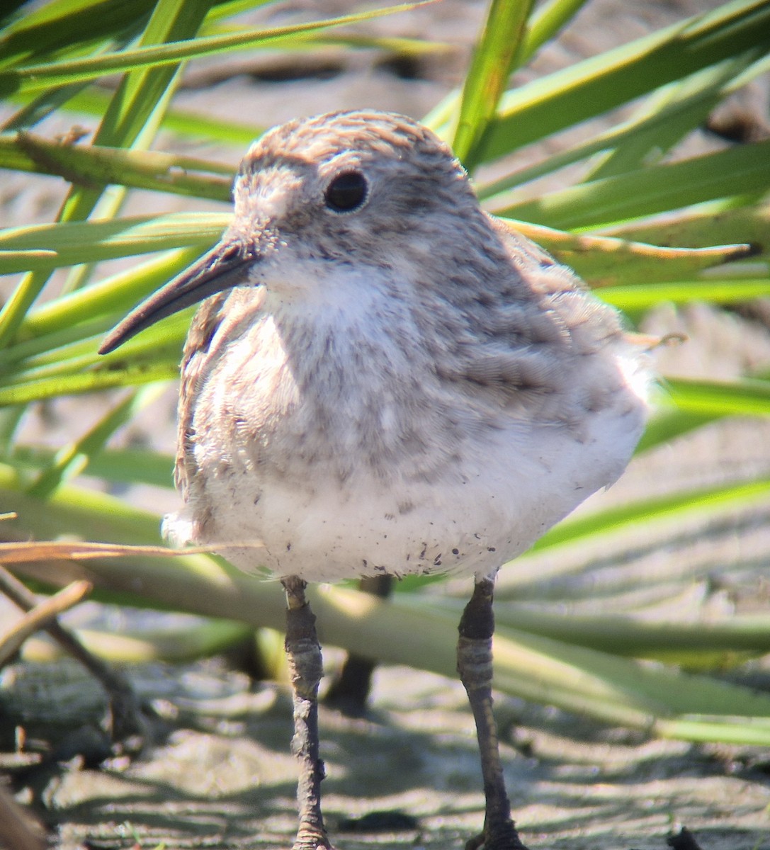 Least Sandpiper - ML645875122