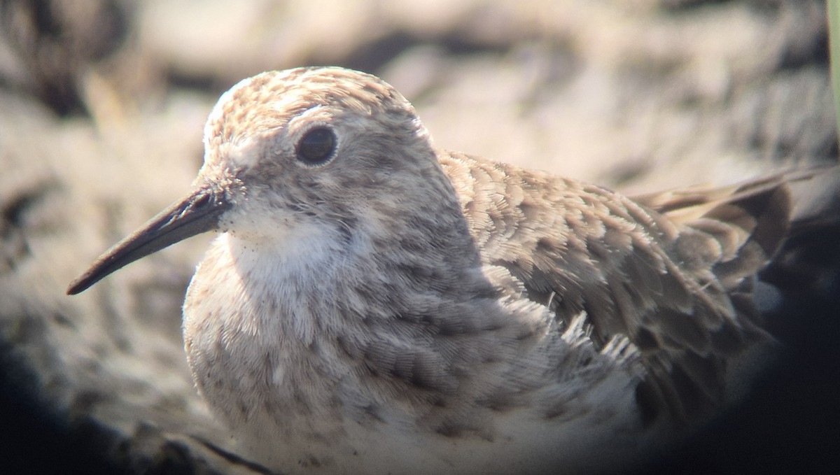 Least Sandpiper - ML645875123