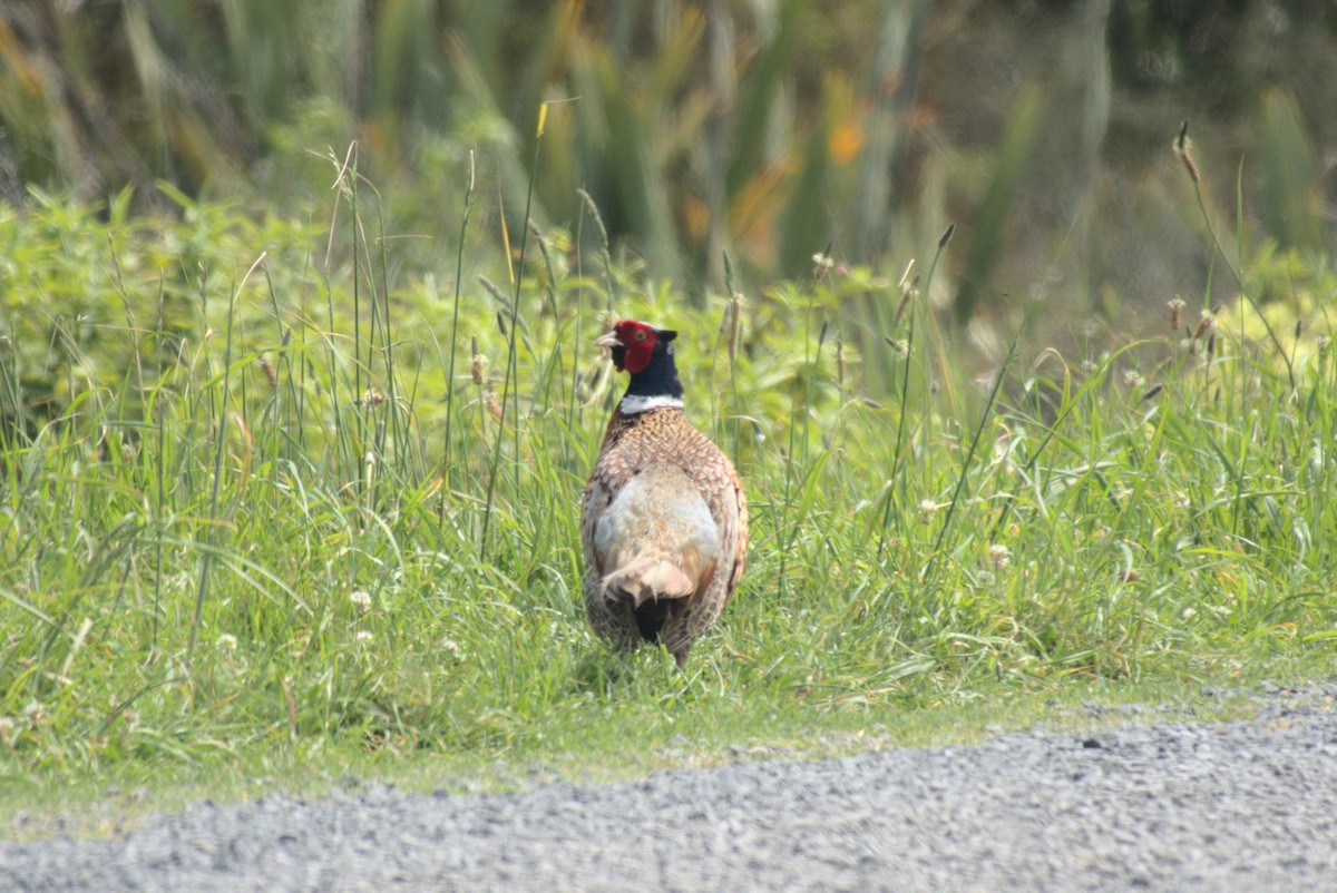 Ring-necked Pheasant - ML645875124