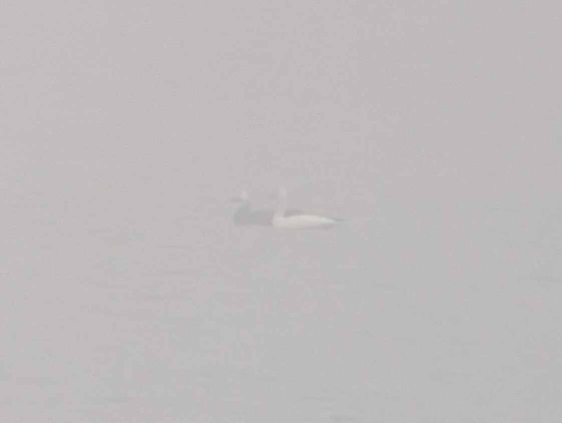 Snow Goose - ML645875125