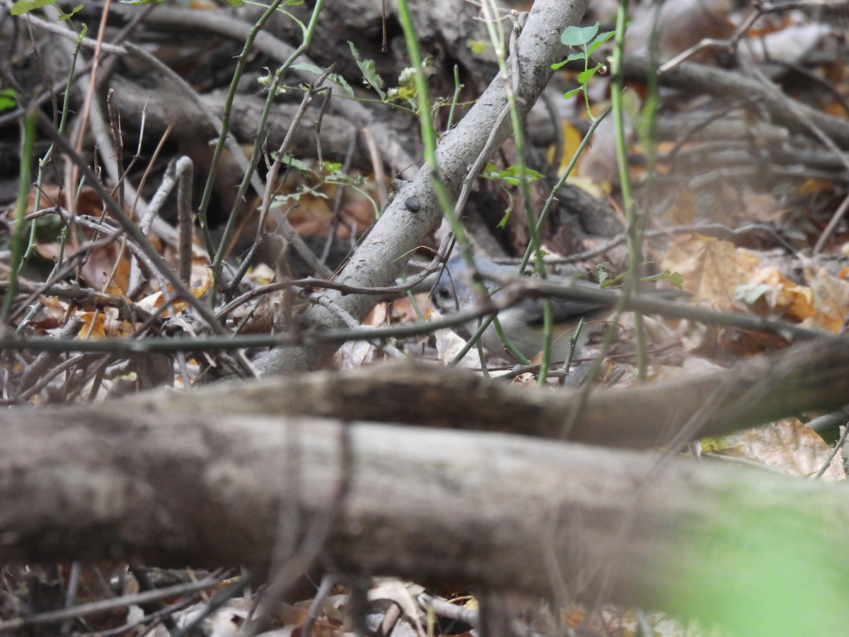 Tufted Titmouse - ML645875126