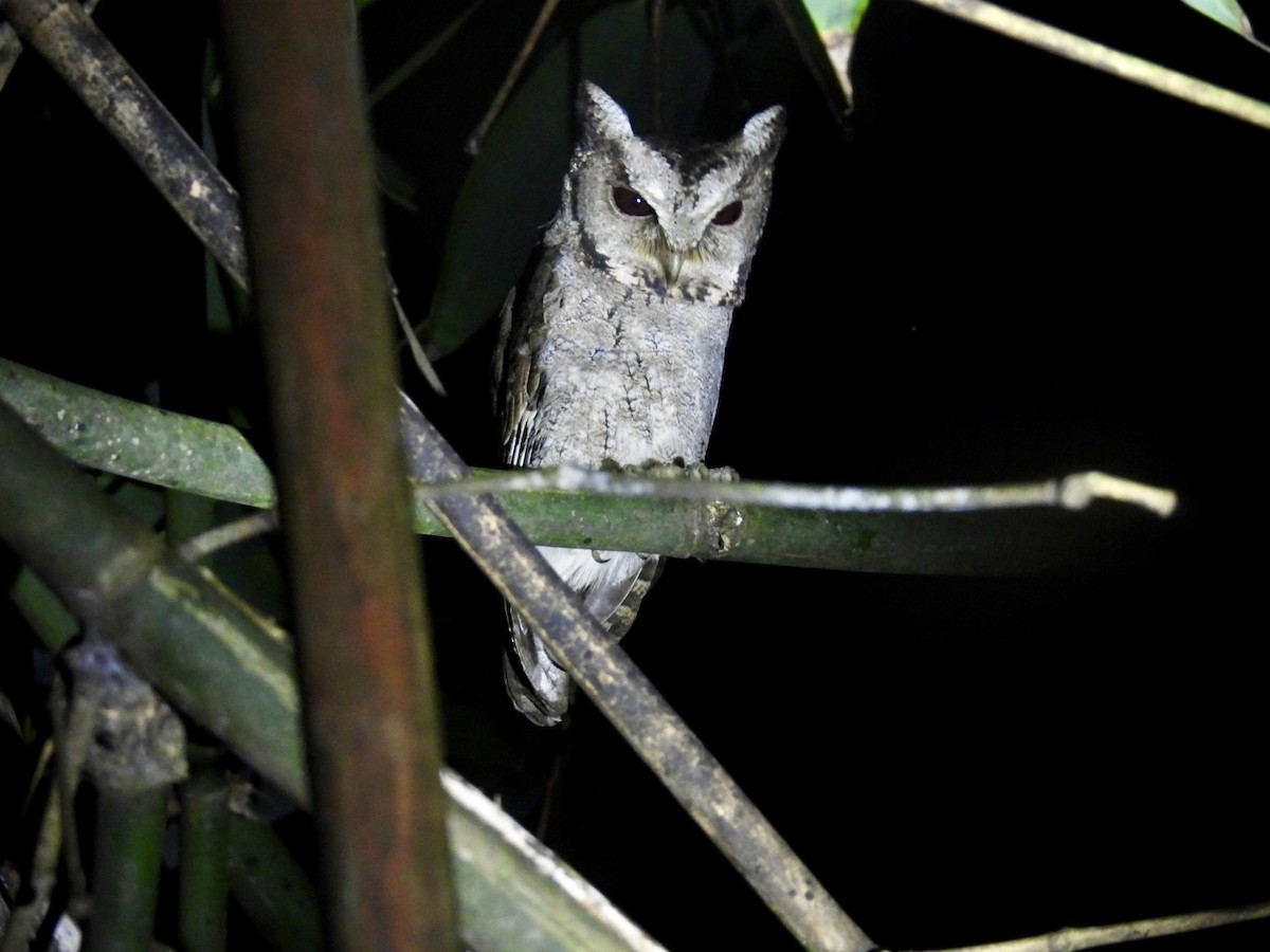 Collared Scops-Owl - ML645875127