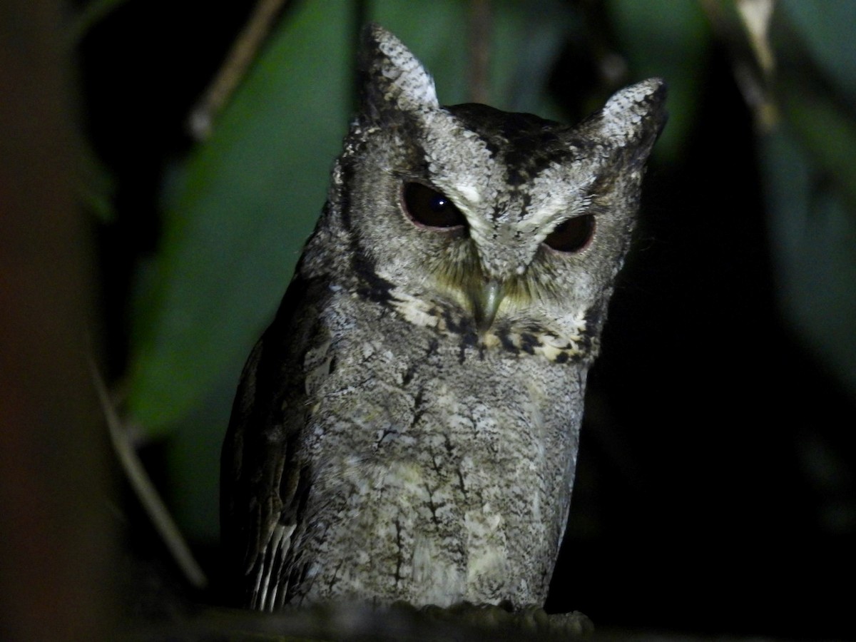 Collared Scops-Owl - ML645875128