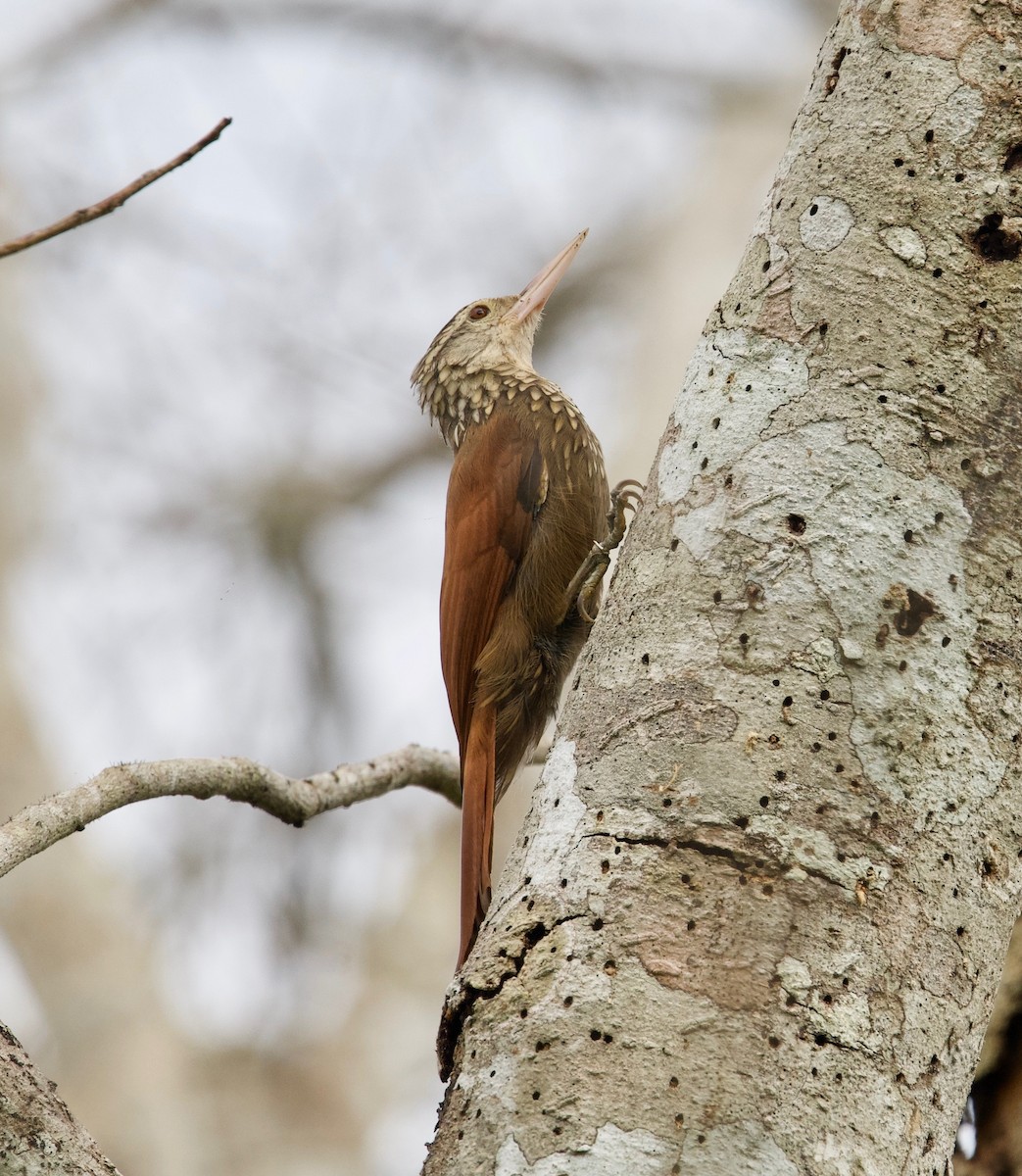 Straight-billed Woodcreeper - ML645875129
