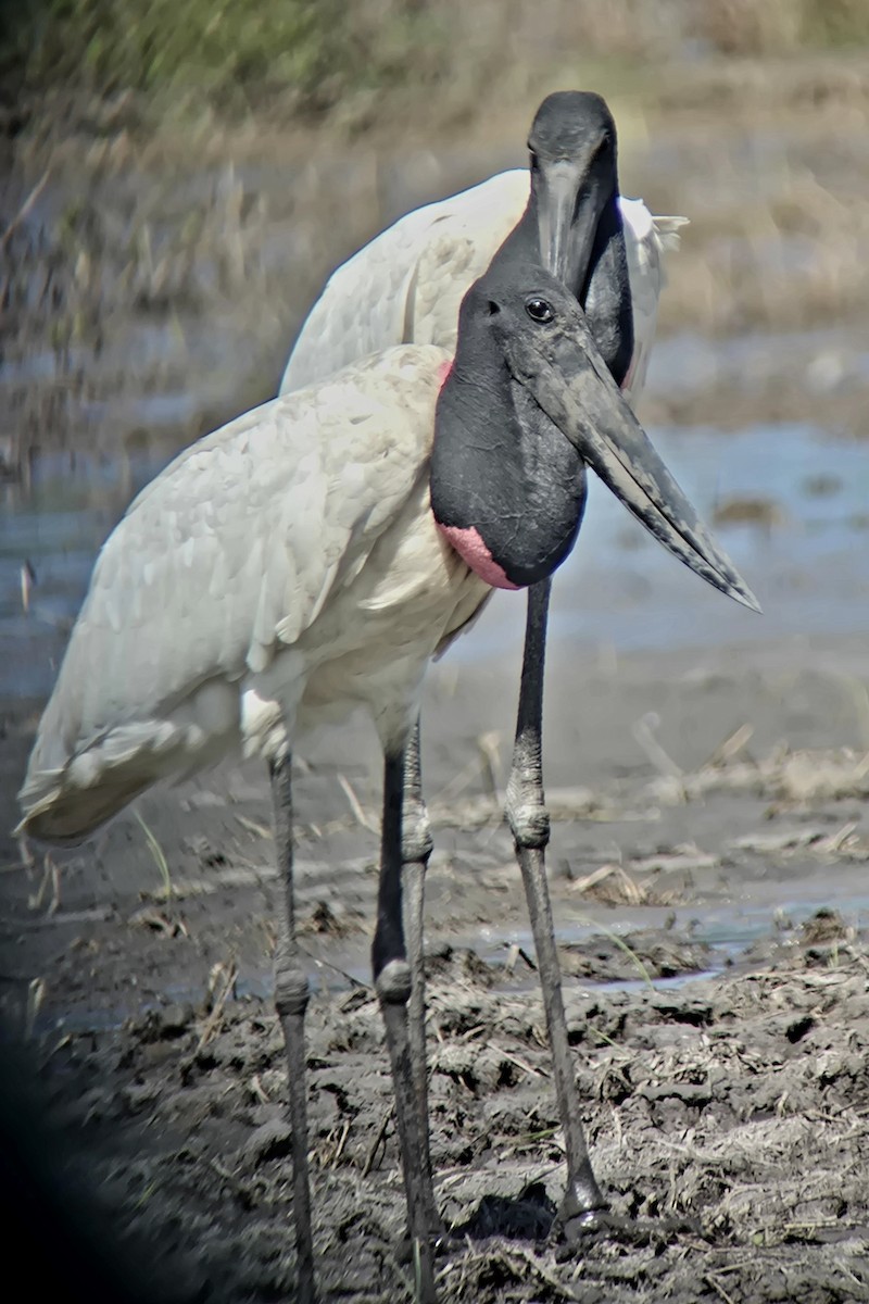 Jabiru - ML645875130