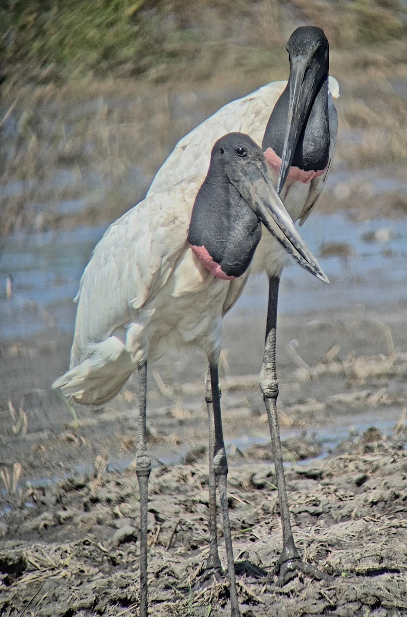 Jabiru - ML645875131