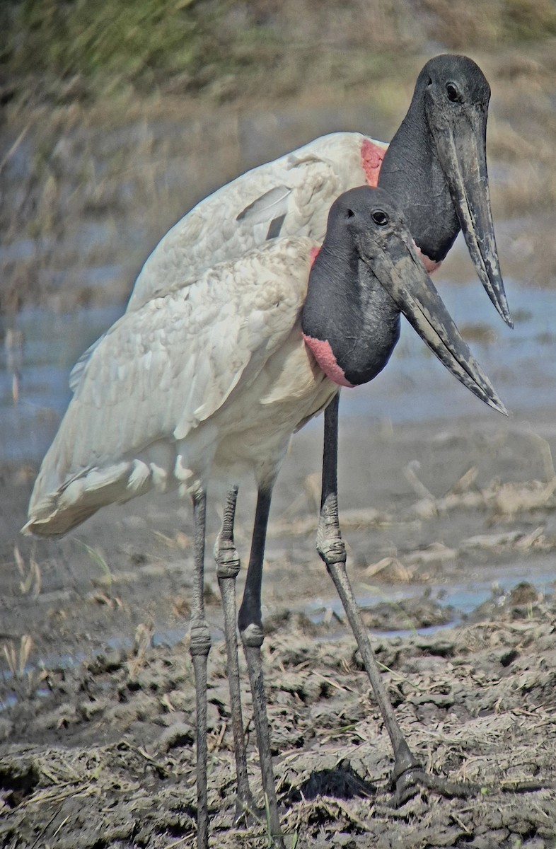 Jabiru - ML645875132