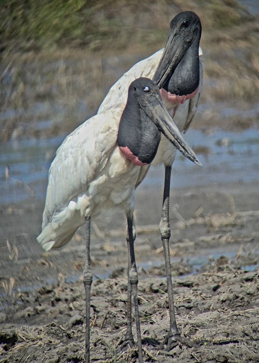 Jabiru - ML645875133