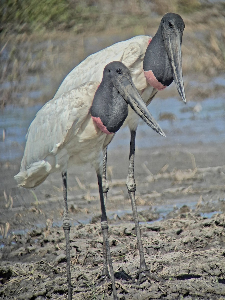 Jabiru - ML645875134