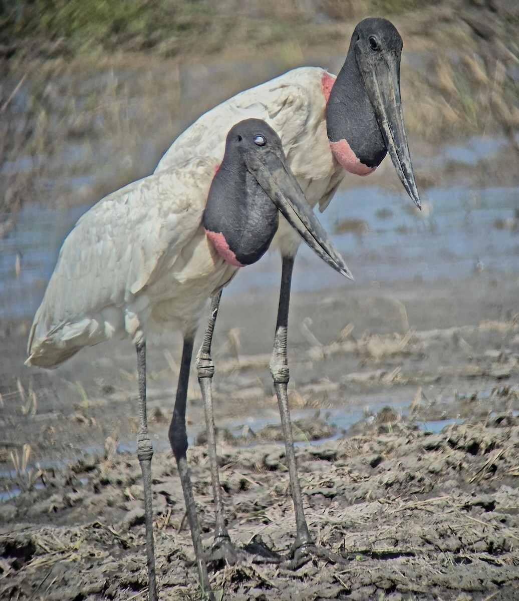 Jabiru - ML645875135