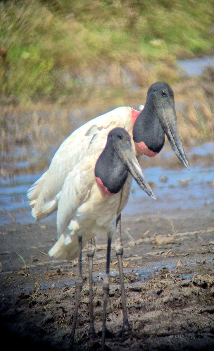 Jabiru - ML645875136
