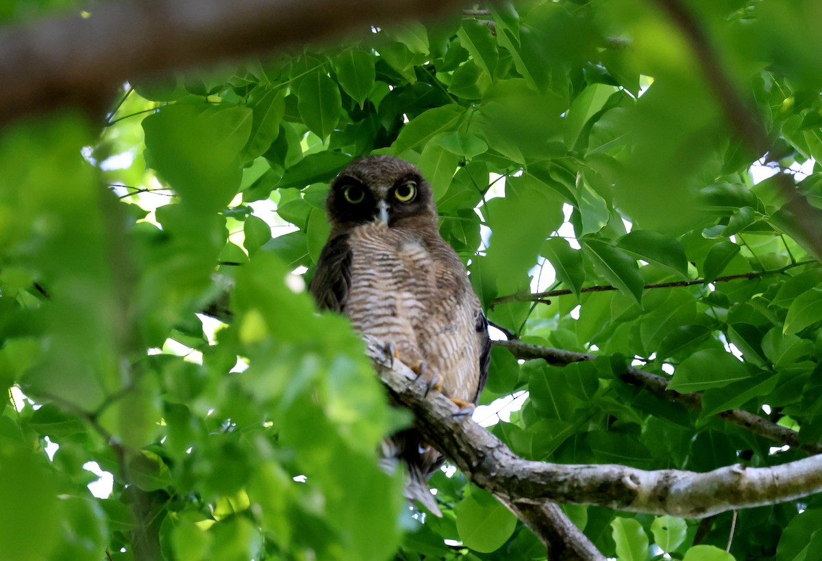 Rufous Owl - ML645875137