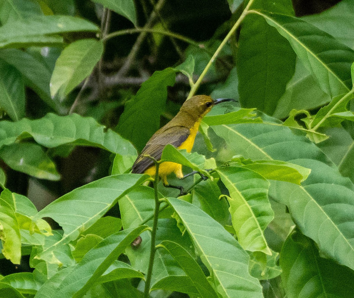 Sahul Sunbird - ML645875139