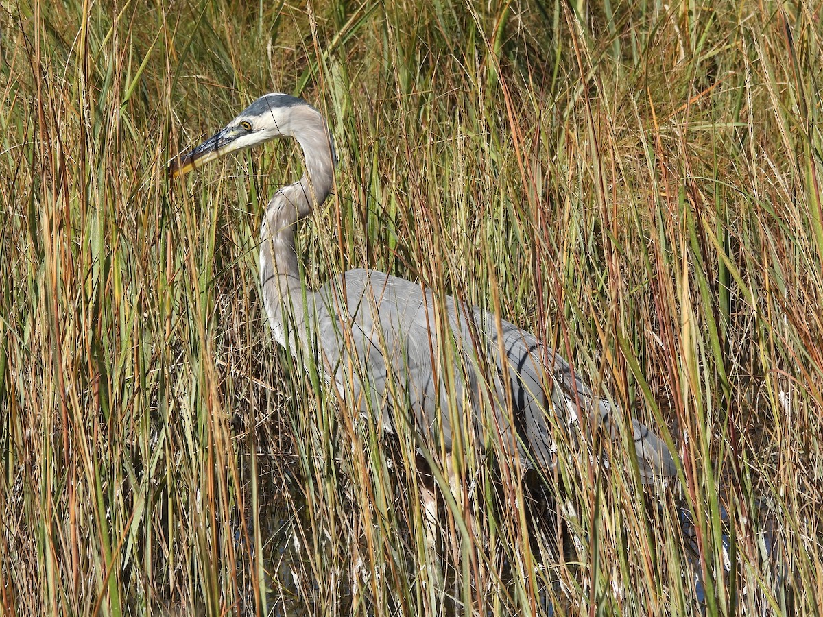 Great Blue Heron - ML645875140