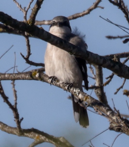 Loggerhead Shrike - ML645875141