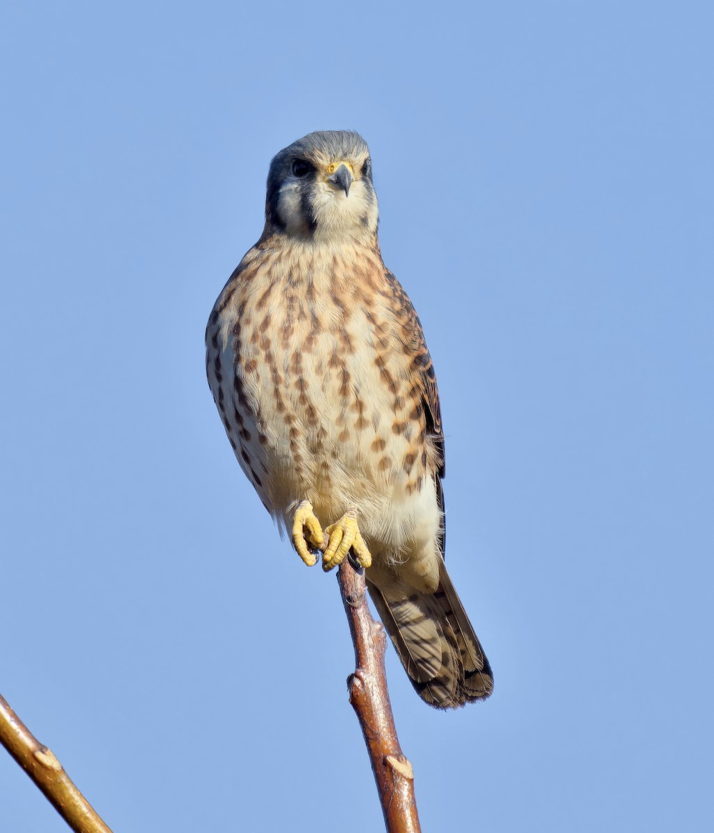 American Kestrel - ML645875143