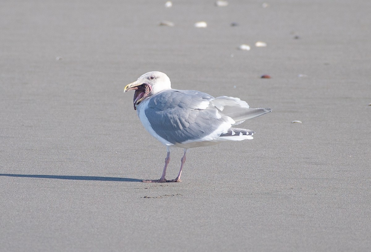 Glaucous-winged Gull - ML645875148