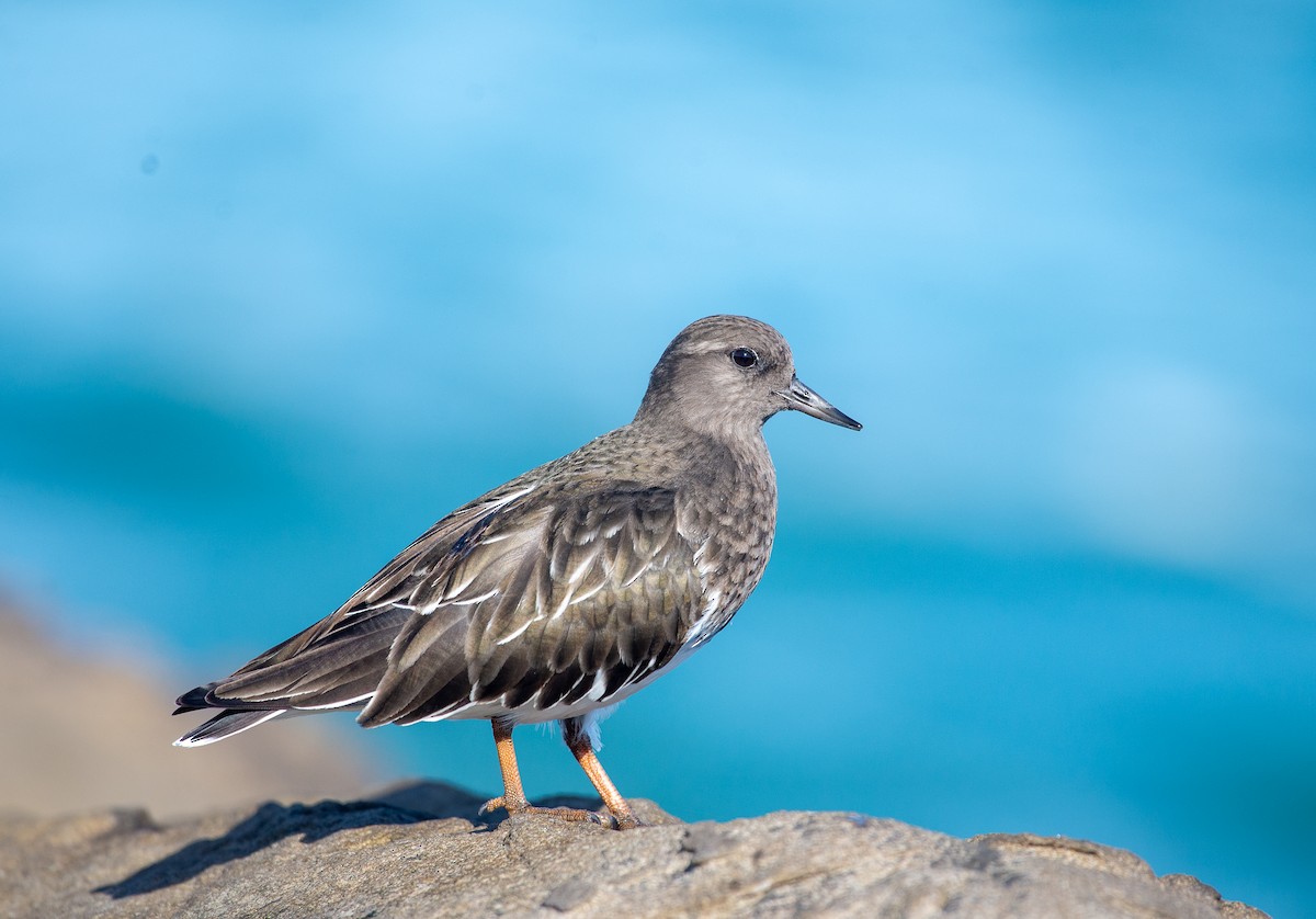 Black Turnstone - ML645875155