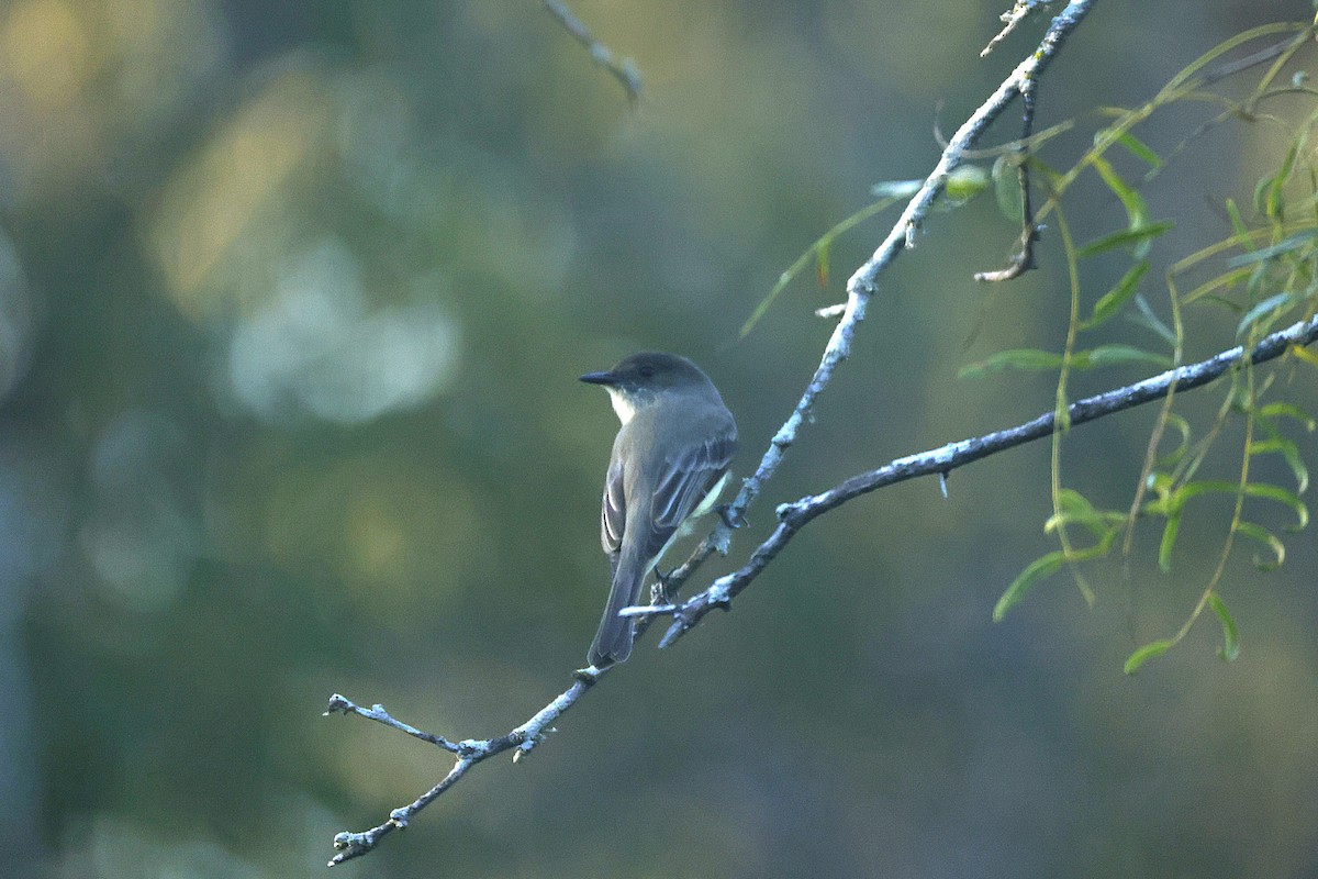 Eastern Phoebe - ML645875160