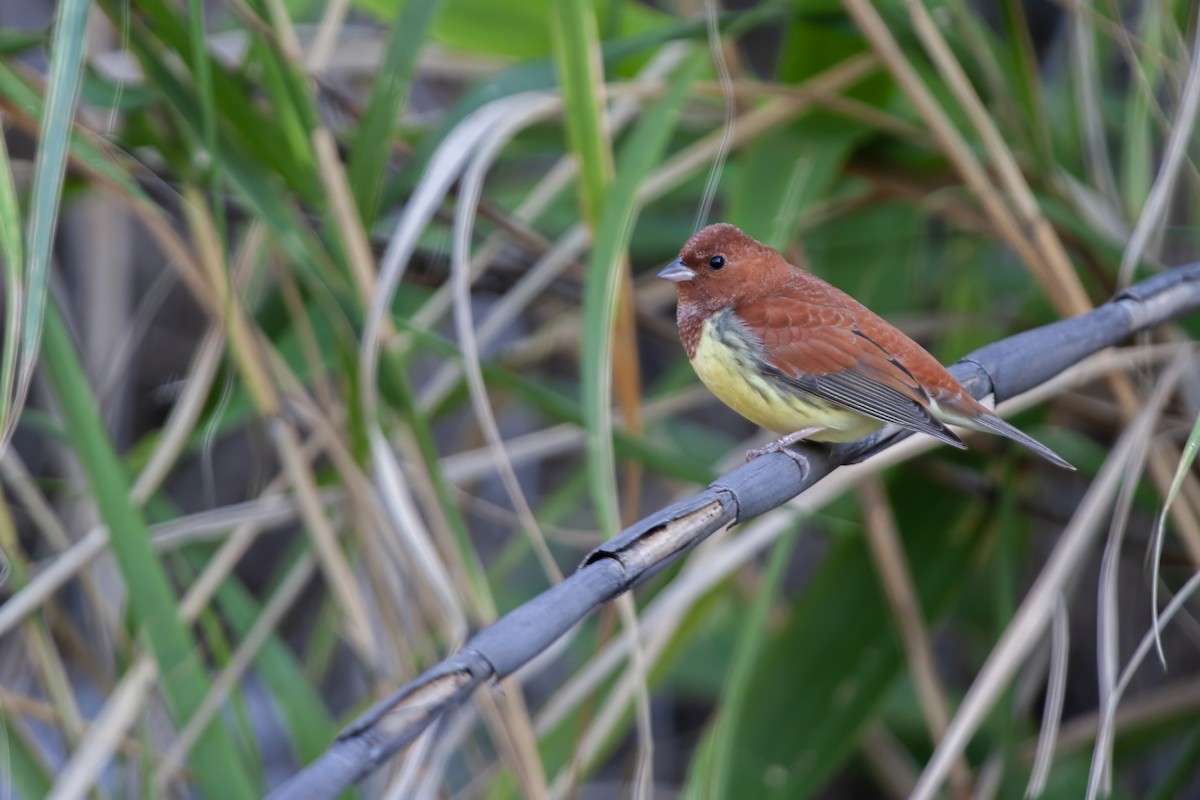 Chestnut Bunting - ML645875162