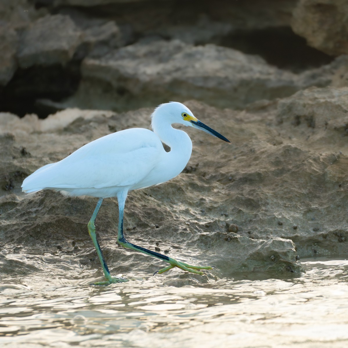 Snowy Egret - ML645875172