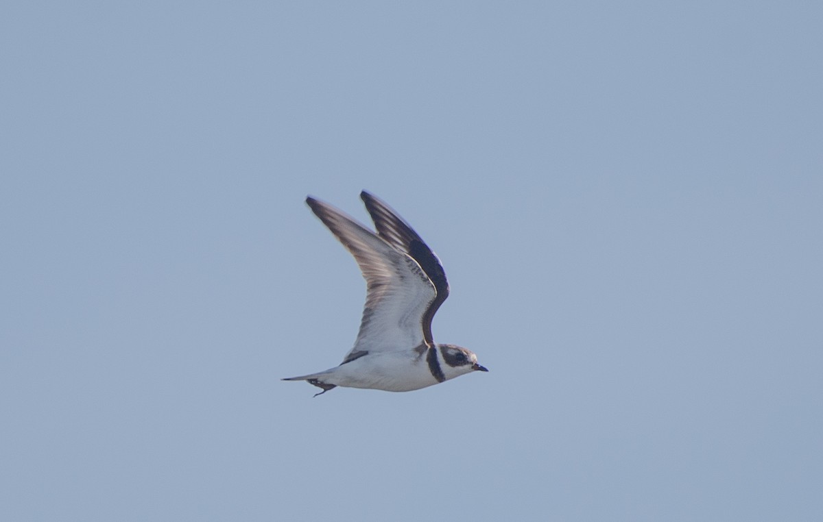 Semipalmated Plover - ML645875190